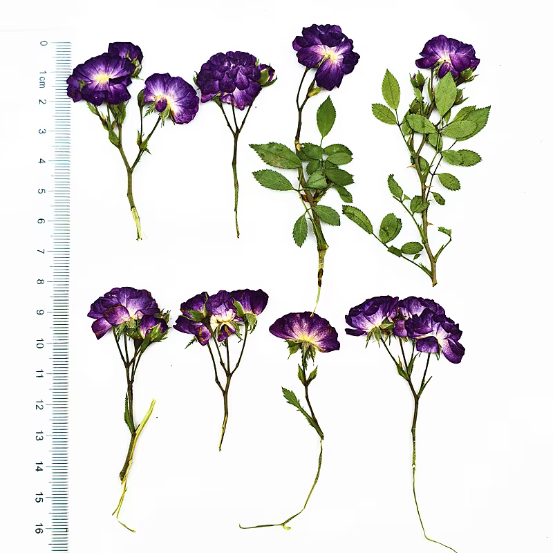 12 pièces, fleurs séchées de roses violettes pressées latéralement avec tiges, spécimens de plantes 