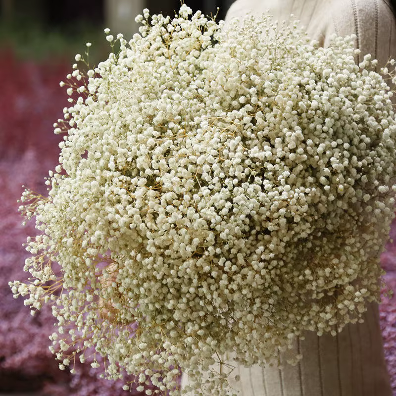Bouquet de fleurs séchées pour bébé, 120g, gypsophile, décor de mariage, fleurs préservées au touche