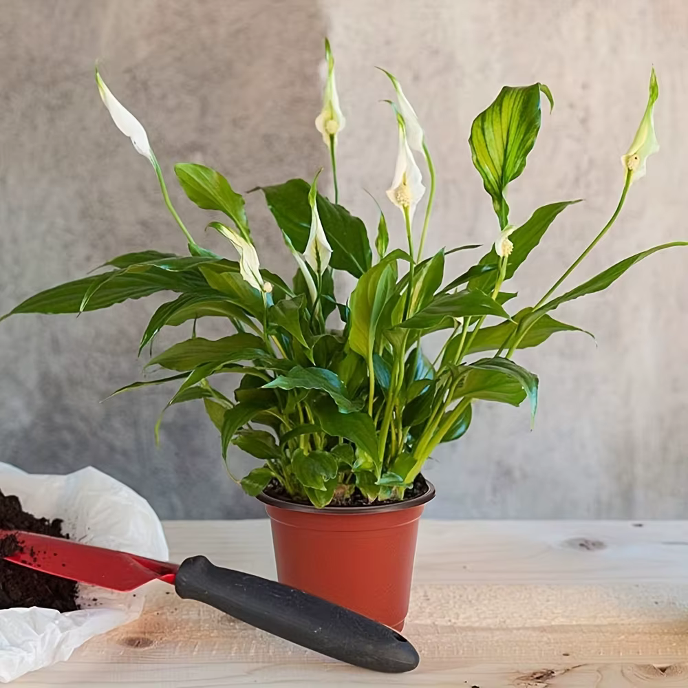 Paquet de 50 Pots de pépinière de style américain – Conteneurs polyvalents pour semis intérieurs/ext