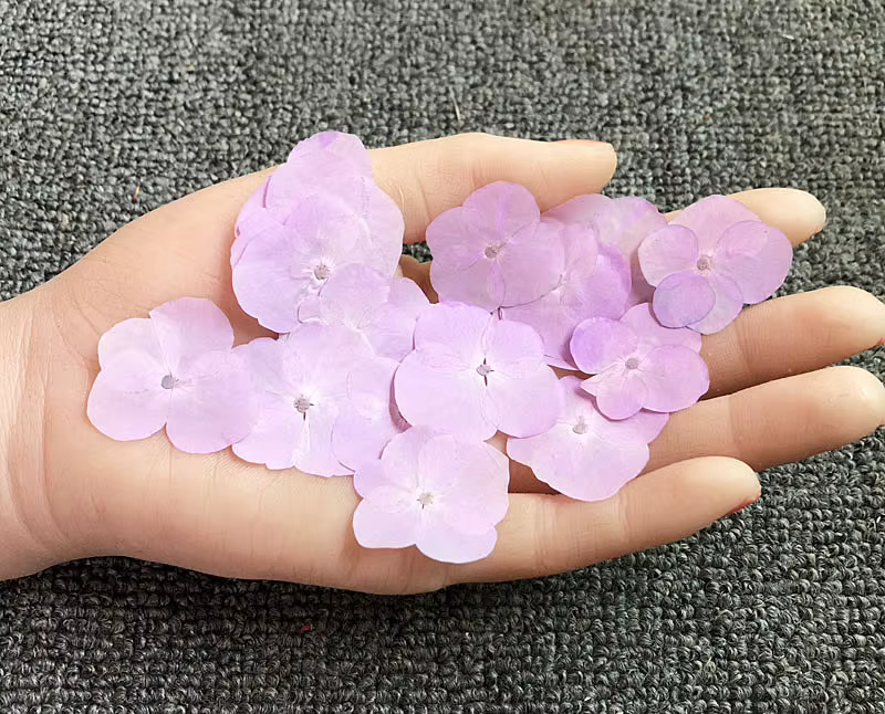 60 pièces de fleurs d'hortensia macrophylla séchées pressées, herbarium pour bijoux, coques de télép
