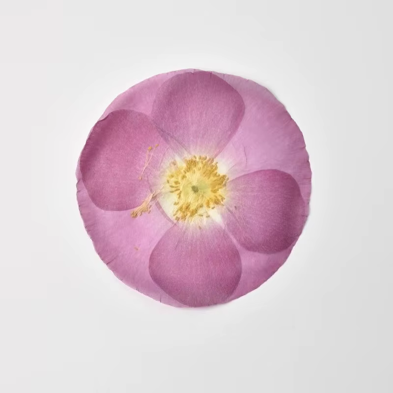 1 pièce/7-10 cm, Véritables pétales de coquelicot pressés pour cadre photo, spécimen de fleurs séché