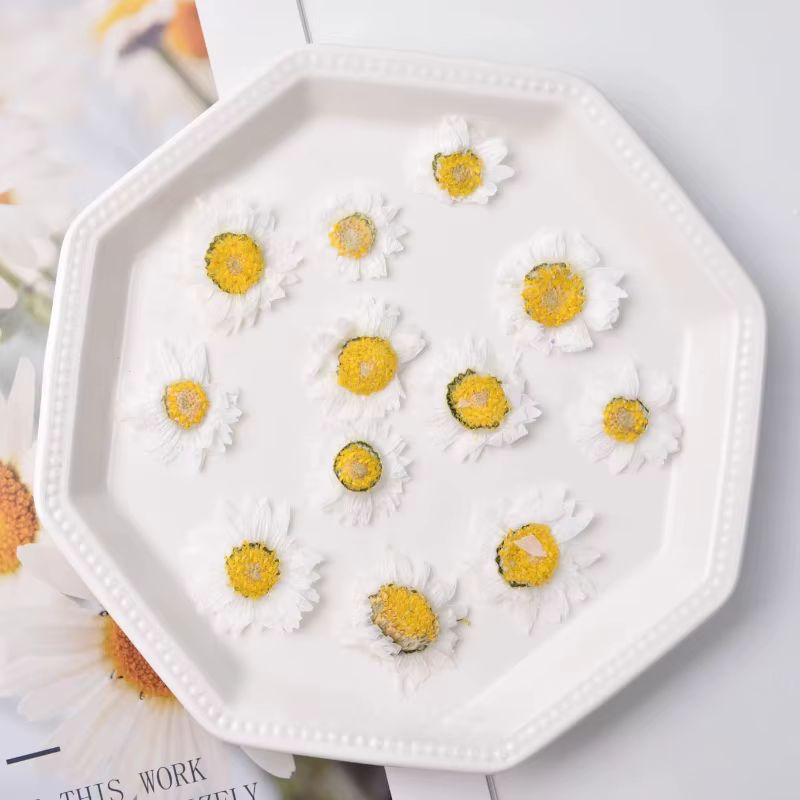 24 pièces, fleur séchée naturelle en relief, matériel de flore, décoration Photo d'art du visage, ma