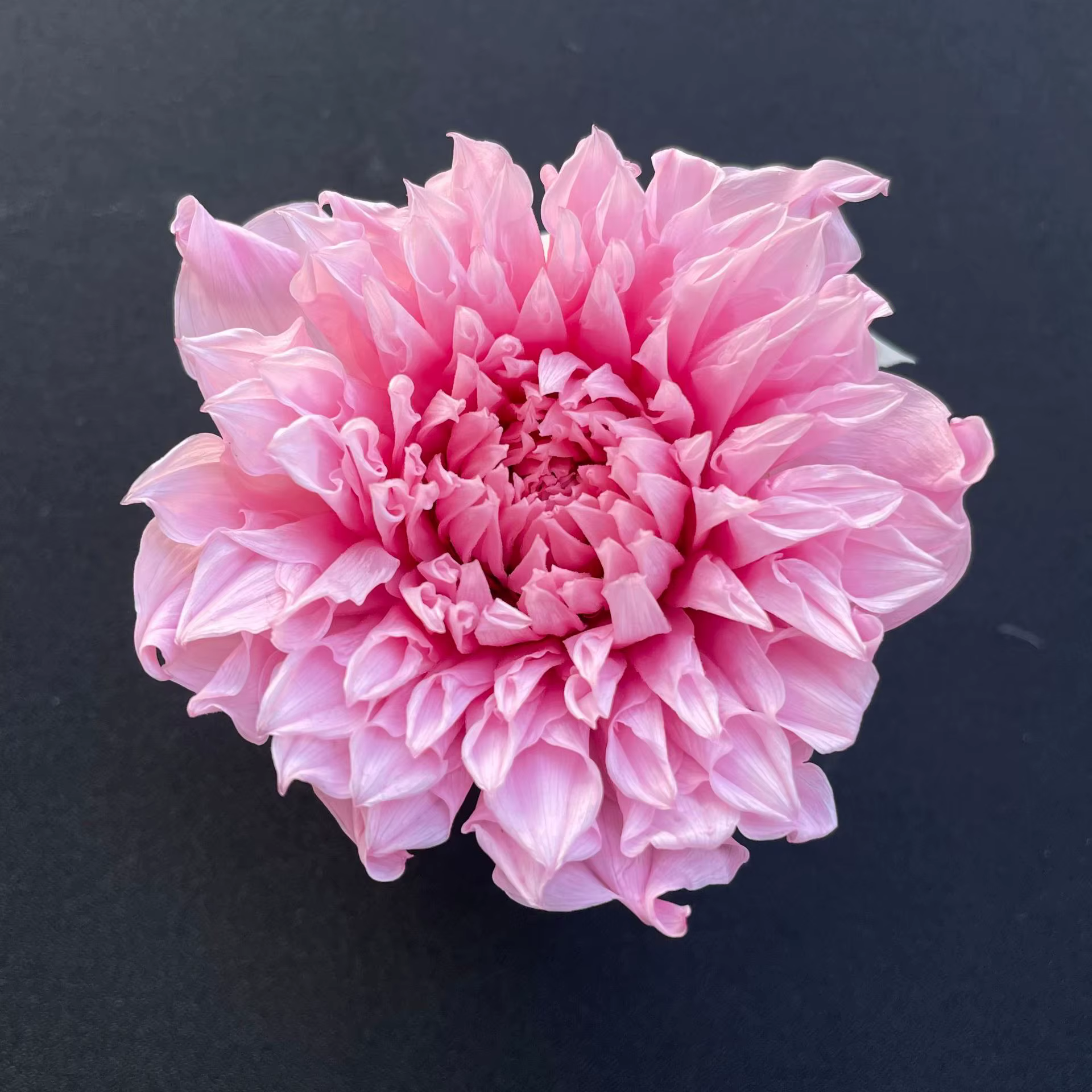 Fleurs éternelles mai fleur déesse pivoine Dahlia grande marguerite multicolore fête de mariage déco