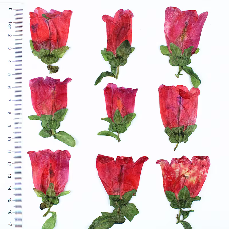 12 pièces, Kit d'artisanat de fleurs pressées séchées Campanula, marque-page de bricolage de plantes