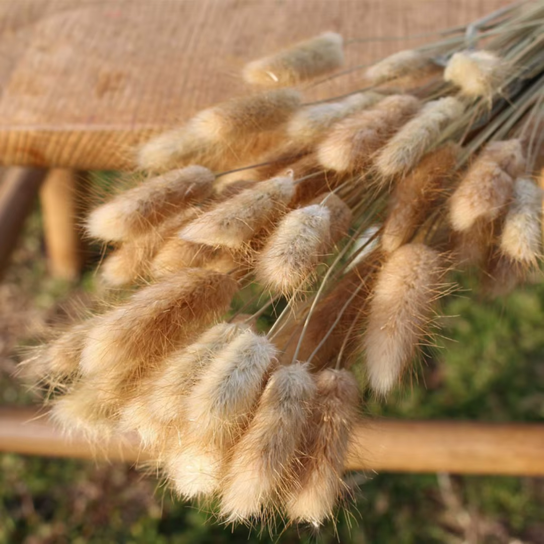 Vraies queues de lapin fleurs séchées mélangées 60 tiges Lagurus Ovatus herbe Pampas Bouquet pour mi