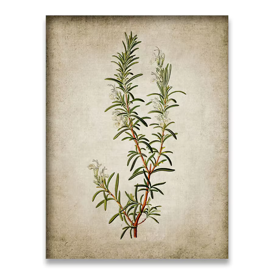 Affiches et impressions sur toile d'art végétal vintage, peintures sur toile rétro d'origan, romarin