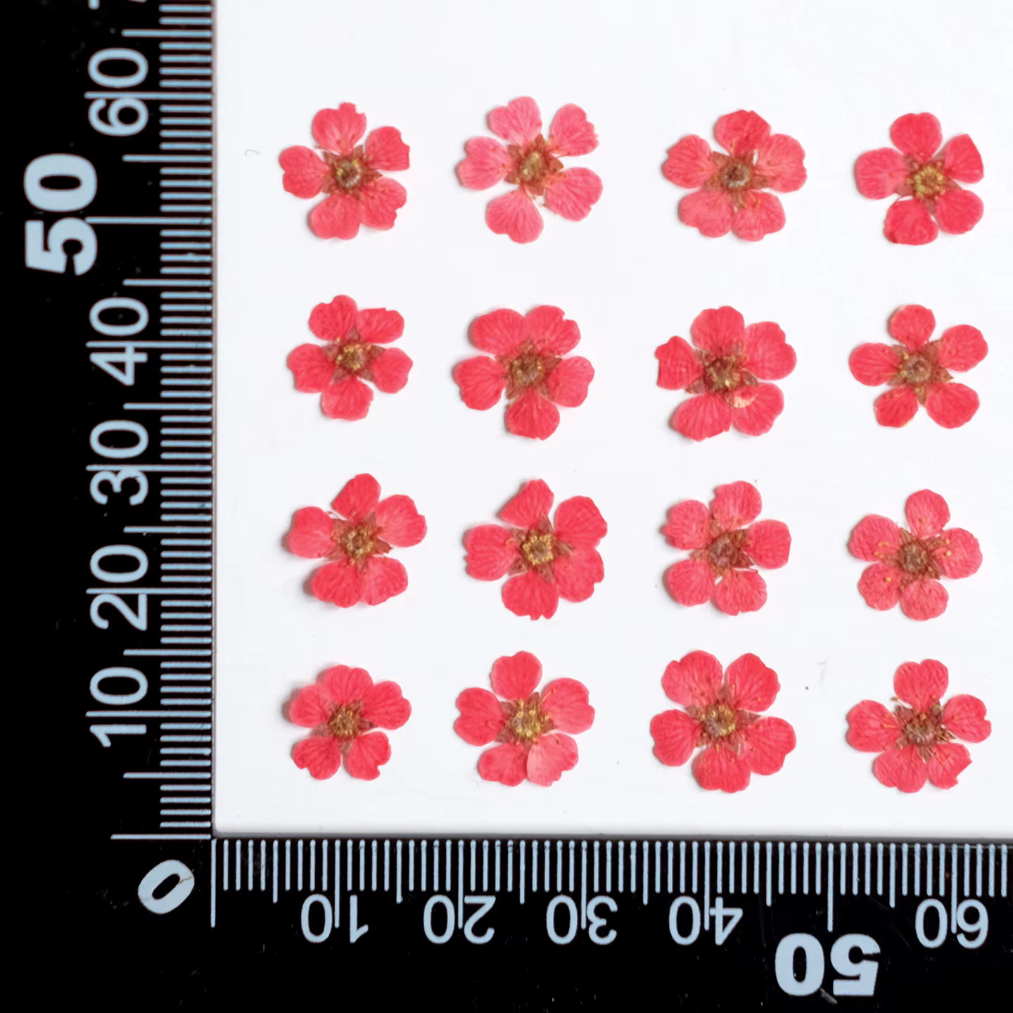 100 pièces, fleurs séchées pressées teintes Spiraea, matériaux artisanaux pour bricolage, bijoux en