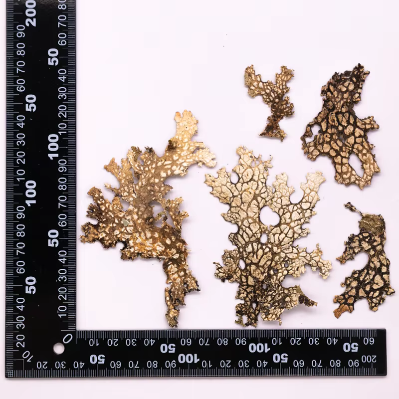 4 pièces, fleur pressée naturelle d'écorce rare-Vintage bricolage fleur séchée fournitures d'art pou