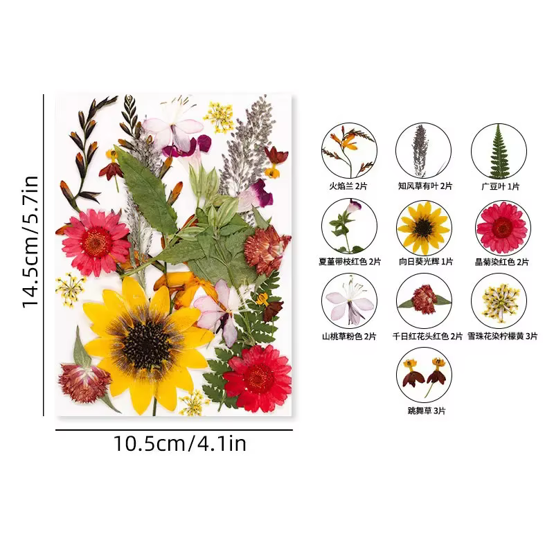 Fleurs séchées naturelles mélangées multicolores pressées pour l'art, l'artisanat, le bricolage, la