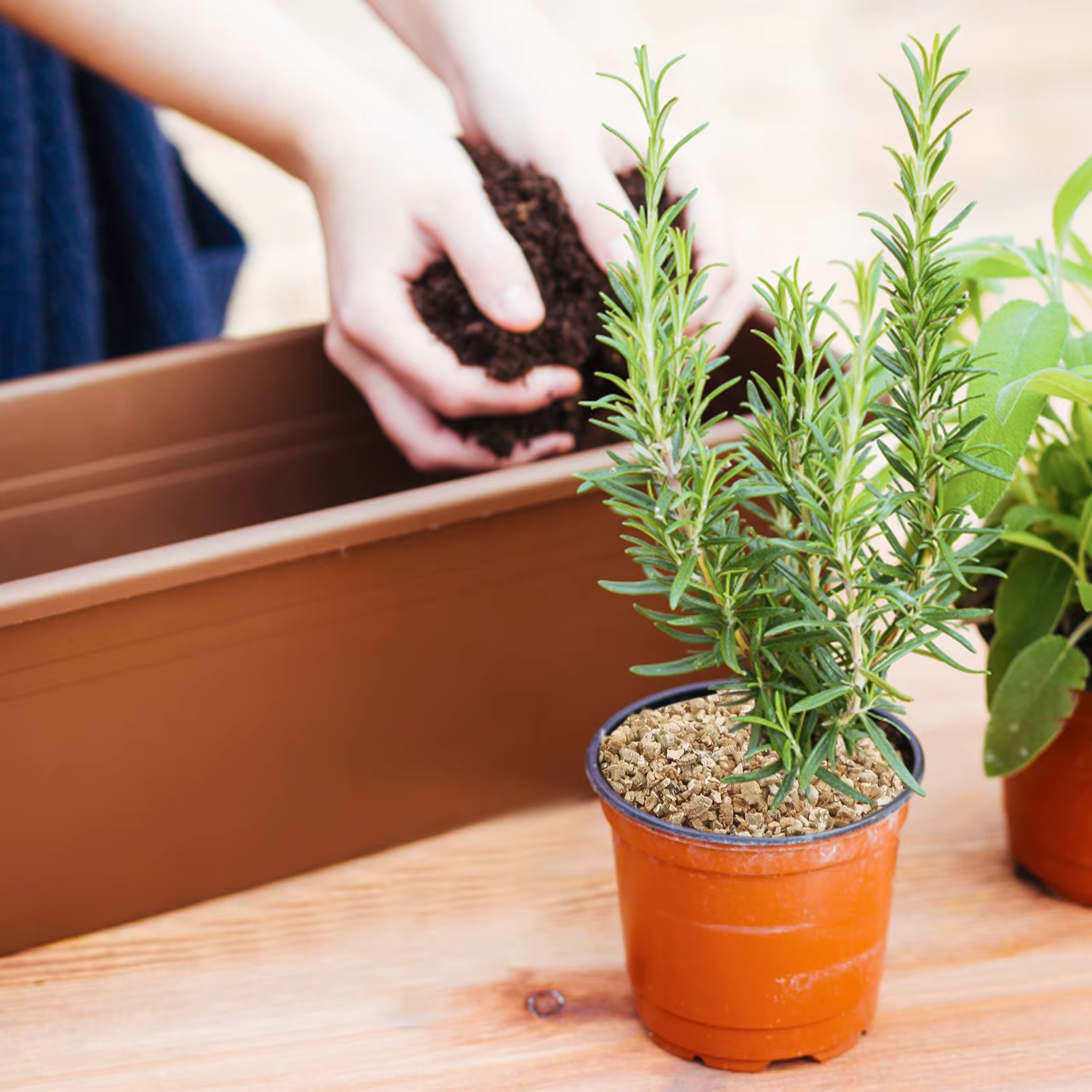Vermiculite fine de qualité supérieure 3L pour l'amélioration du sol de jardin, la rétention d'eau, 