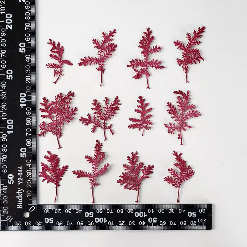 Feuilles séchées Artemisia de 4 à 7cm, ensemble de 12 pièces pour l'artisanat en résine époxy, fabri