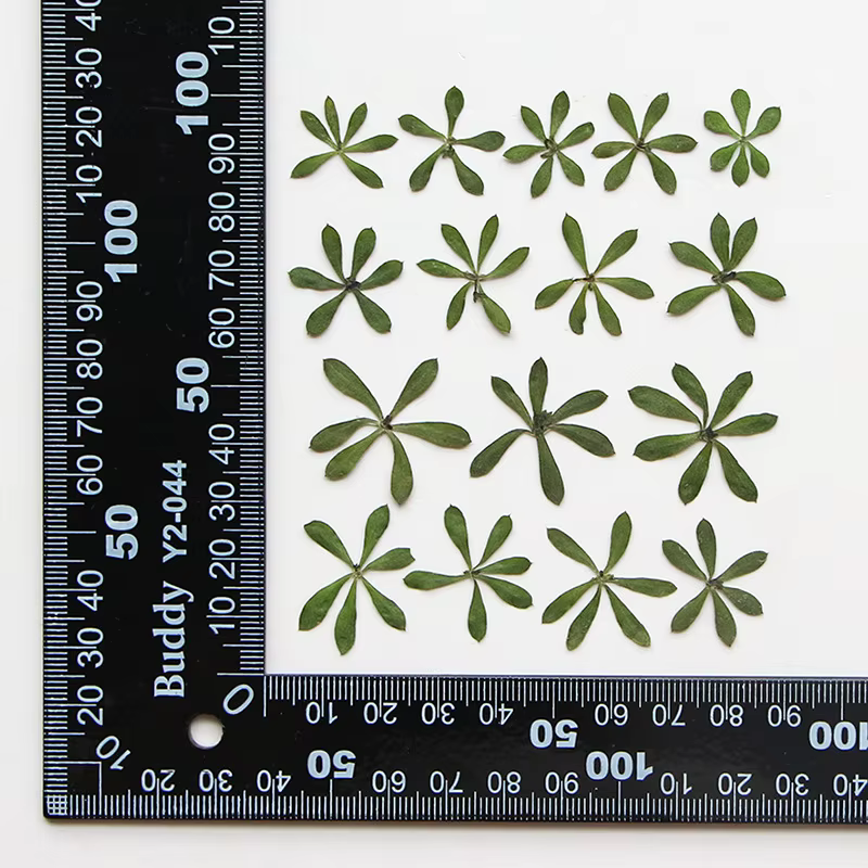 Nature Green Leaves Pressed Flower,DIY Phone Case,Photo Frame,Bookmark Face Makeup,Wedding Decor,Hom