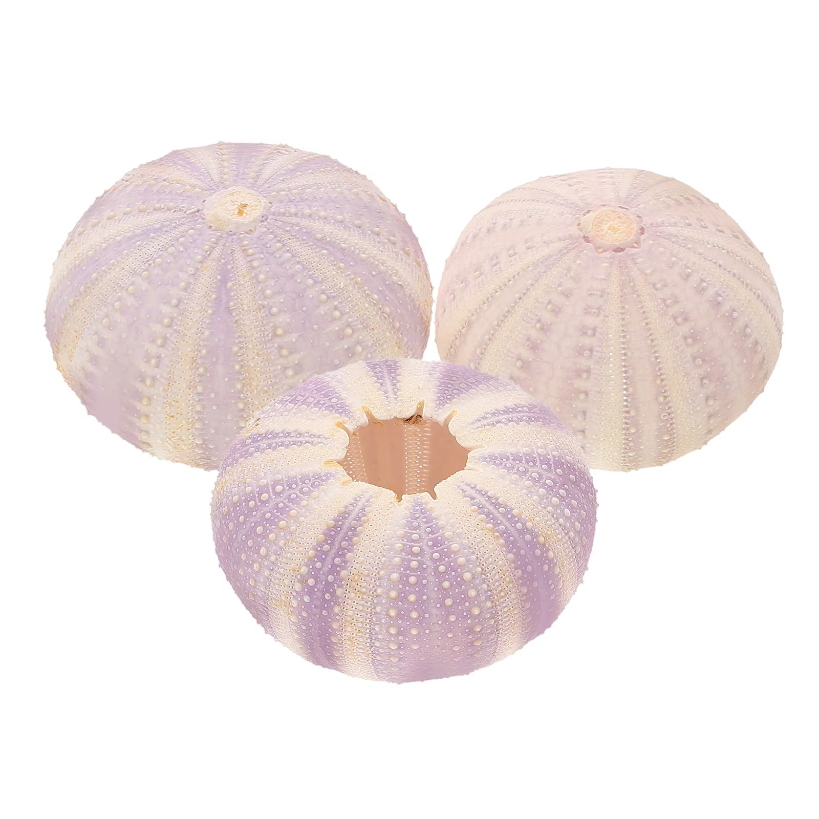 Coquille d'orchin séchée naturelle, 3 pièces, petit support de plantation Unique, Pot de plantation 