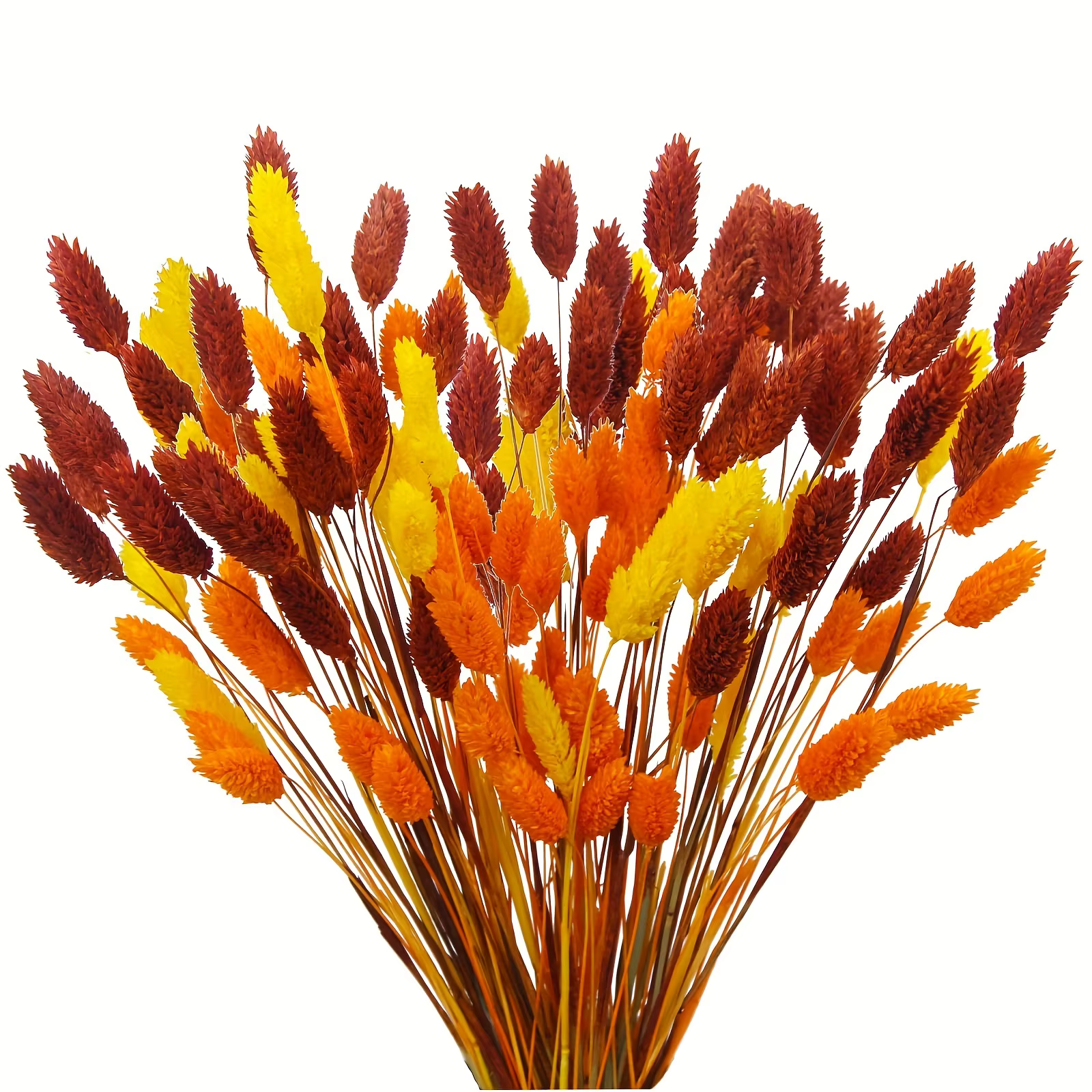 100 pièces de fleurs séchées naturelles Phalaris pour remplissage de vase, décoration bohème, champê