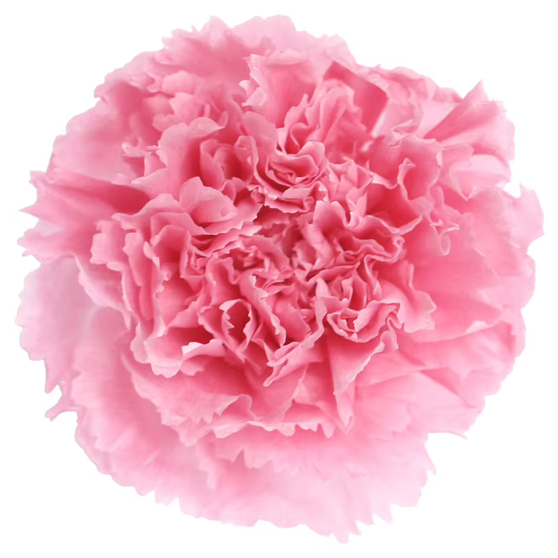 Cœillet éternel préservé de tête de fleur de 4 à 5Cm de qualité A, 8 pièces, décoration de cadeau de
