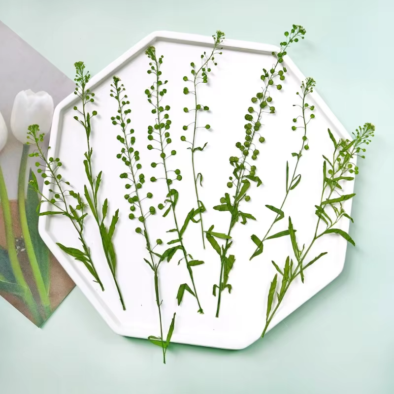 12 pièces, fleur pressée véritable lépidium et cloche verte herbe fleurs séchées bricolage cadre Pho