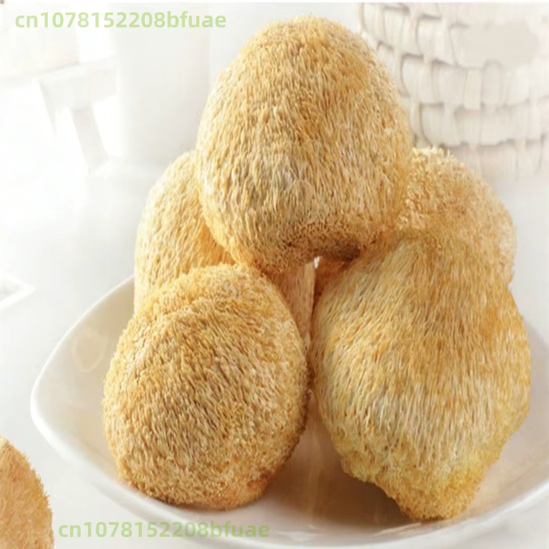 Champignons de Crinière de Lion Séchés Premium, Hericium Erinaceus Naturel, Matériel pour Artisanat 