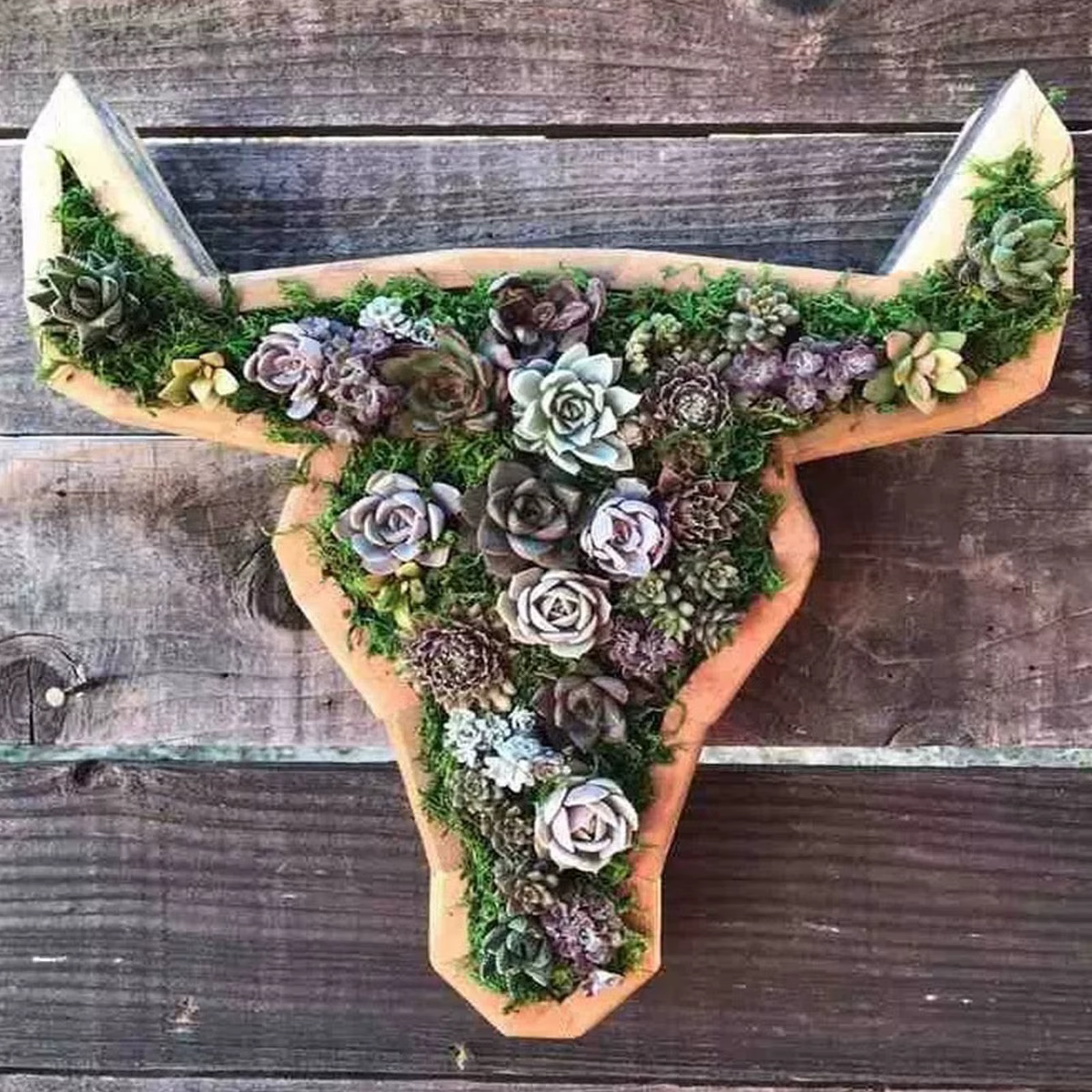 Pots de fleurs succulentes en bois en forme d'animal, tortue, tête de taureau, jardinière Everver, t
