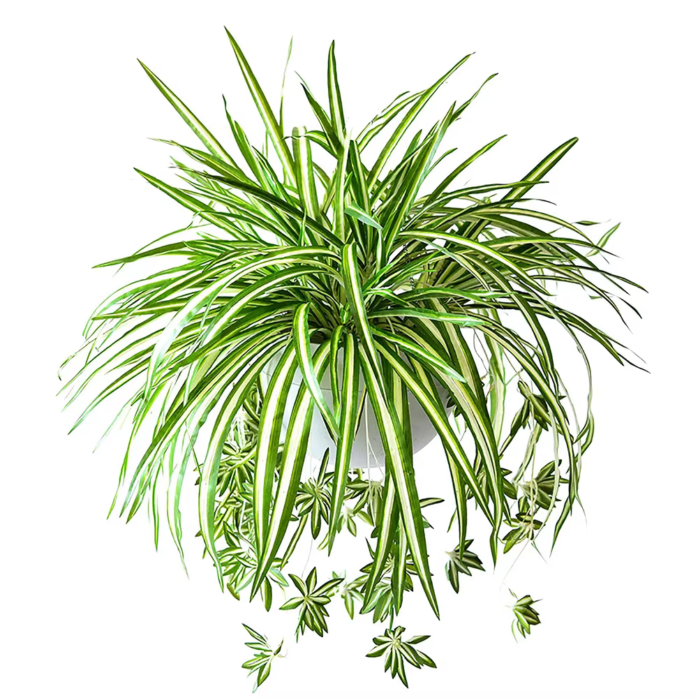 Plantes artificielles factice combo publicité plastique, fausse plante verte pour chambre, maison, c