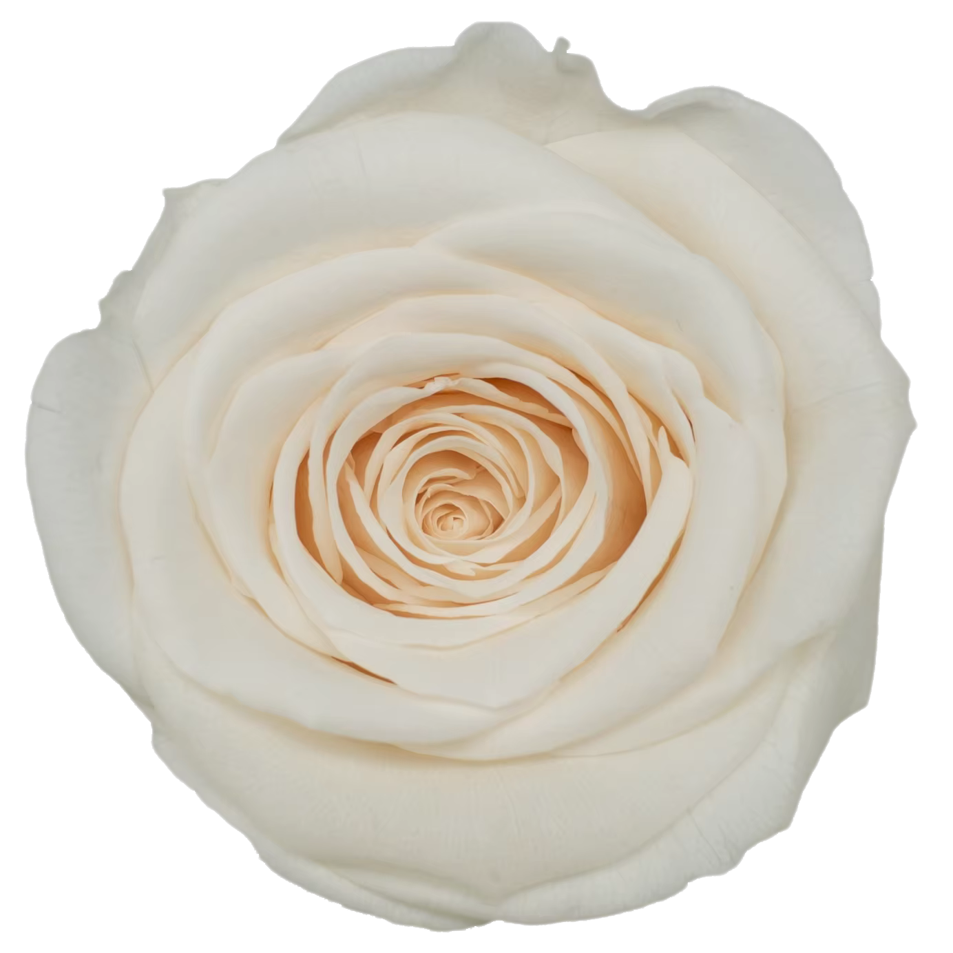 Têtes de roses éternelles naturelles de qualité supérieure (5-6 cm) – Fleurs réelles préservées pour