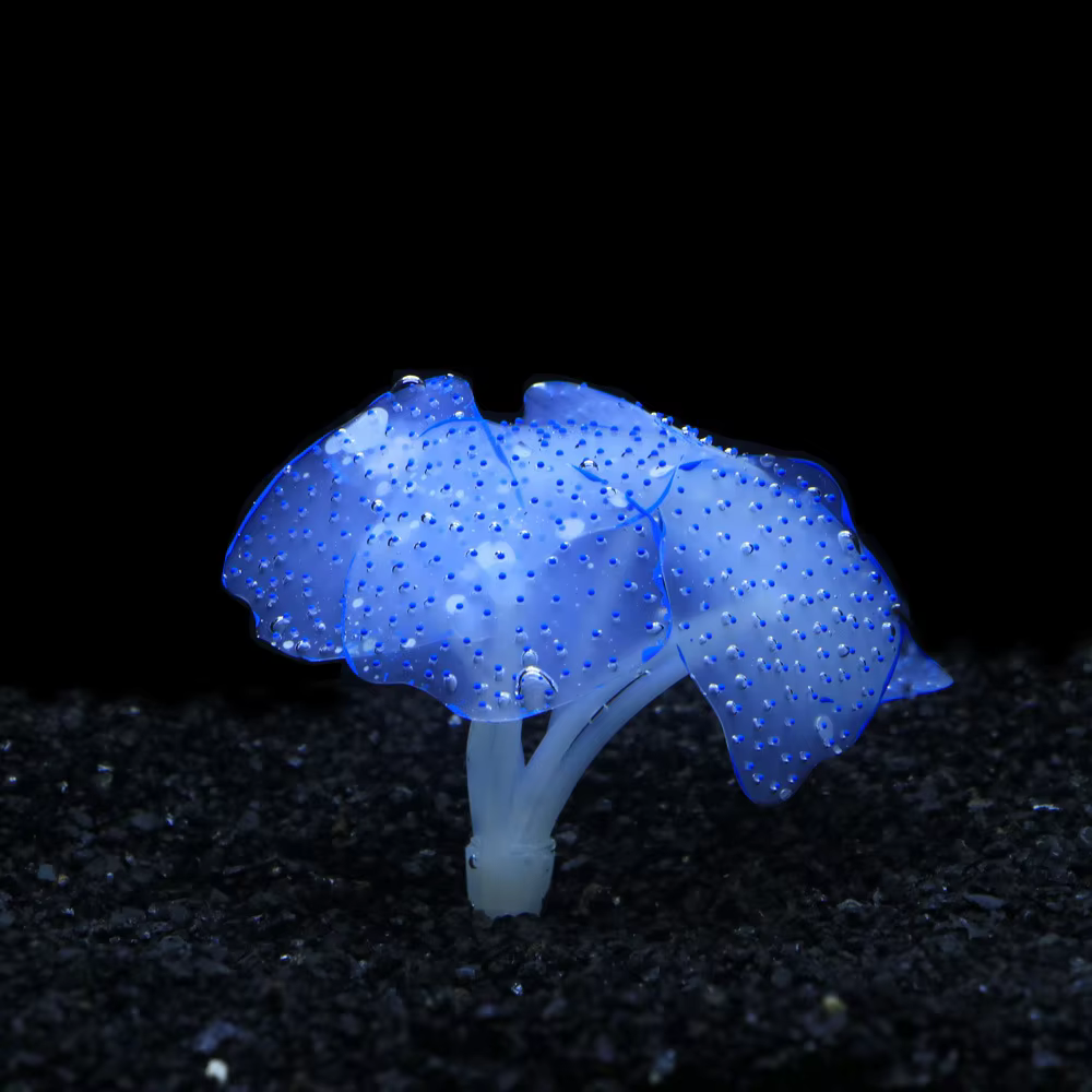 Plante artificielle anémone lumineuse, 1 pièce, décor d'aquarium en plastique, herbe sous-marine, dé