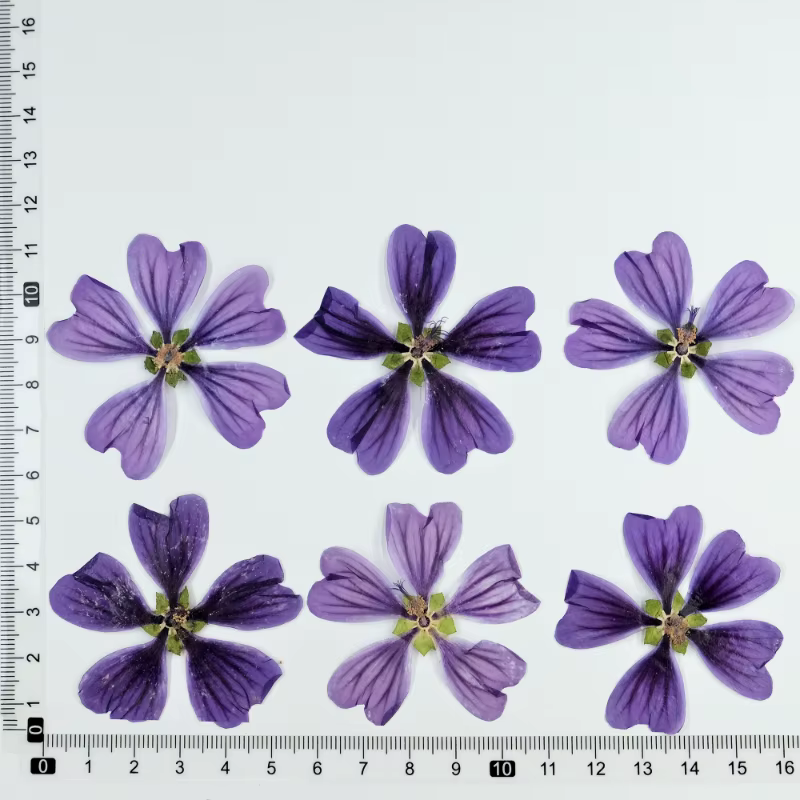 Pétale de Fleur de Mauve Murcia, Colle Goutte à Goutte, Vraie Fleur Sèche, Cadre Photo DIY, Colle Go