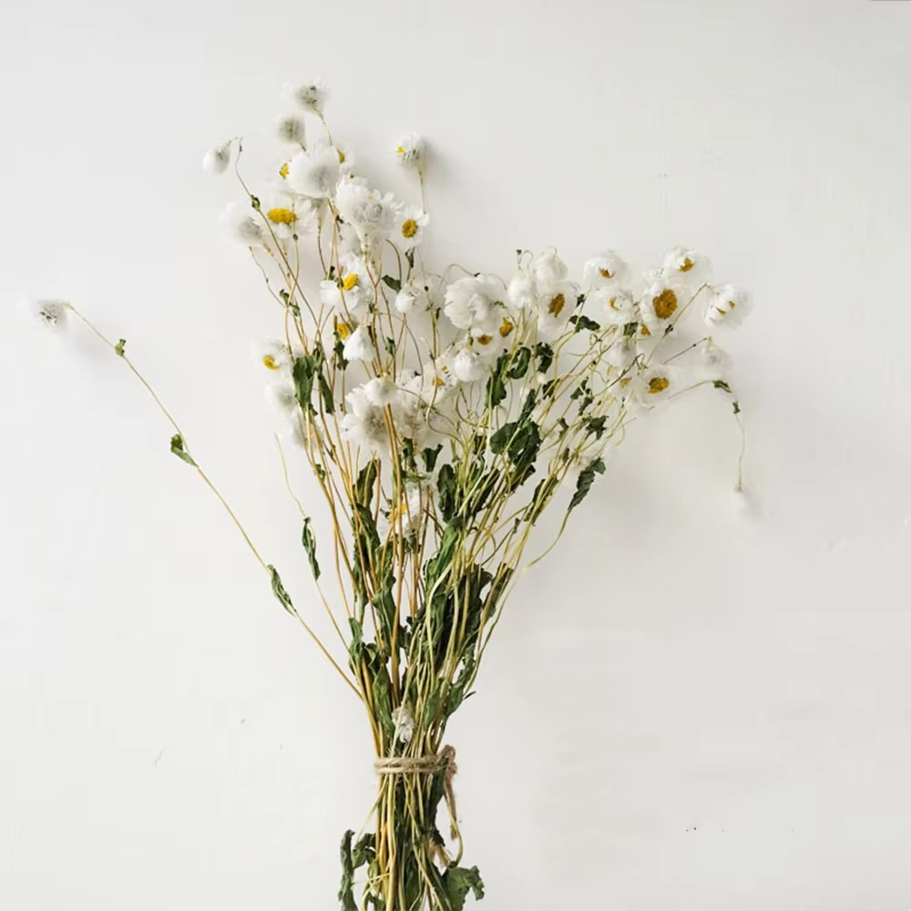 Fleurs conservées séchées fraîches naturelles, Rhodanthe Manglesii, Bouquets de fleurs, cadeau pour 