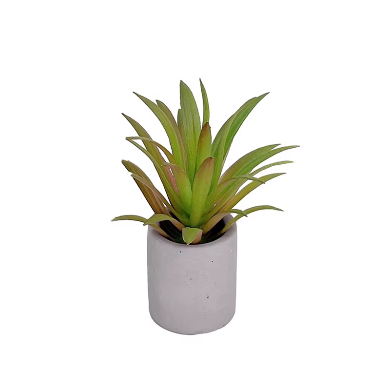 Plante en pot l'inventaire pour maison de courses, plante à feuilles vertes, modèle bonsaï pour mais