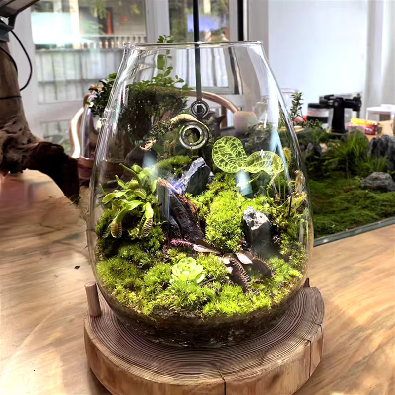 Micro bouteilles en verre de paysage avec couvercle, bouteille de mousse succulente verte fraîche, V