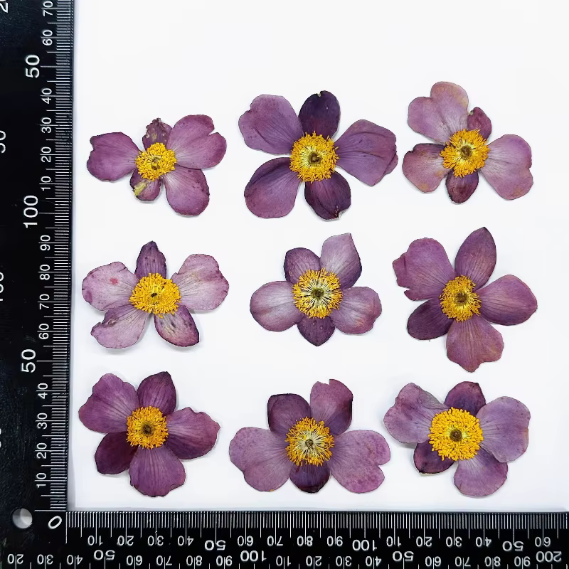 Fleur de coton sauvage séchée 4-5cm/12 pièces, vraie fleur pressée pour cadre Photo DIY, dessous de 