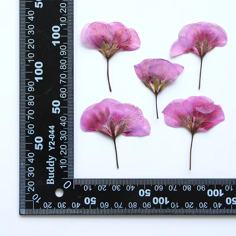 12 pièces, fleurs de géranium séchées et pressées, pour bricolage, marque-pages, artisanat en résine
