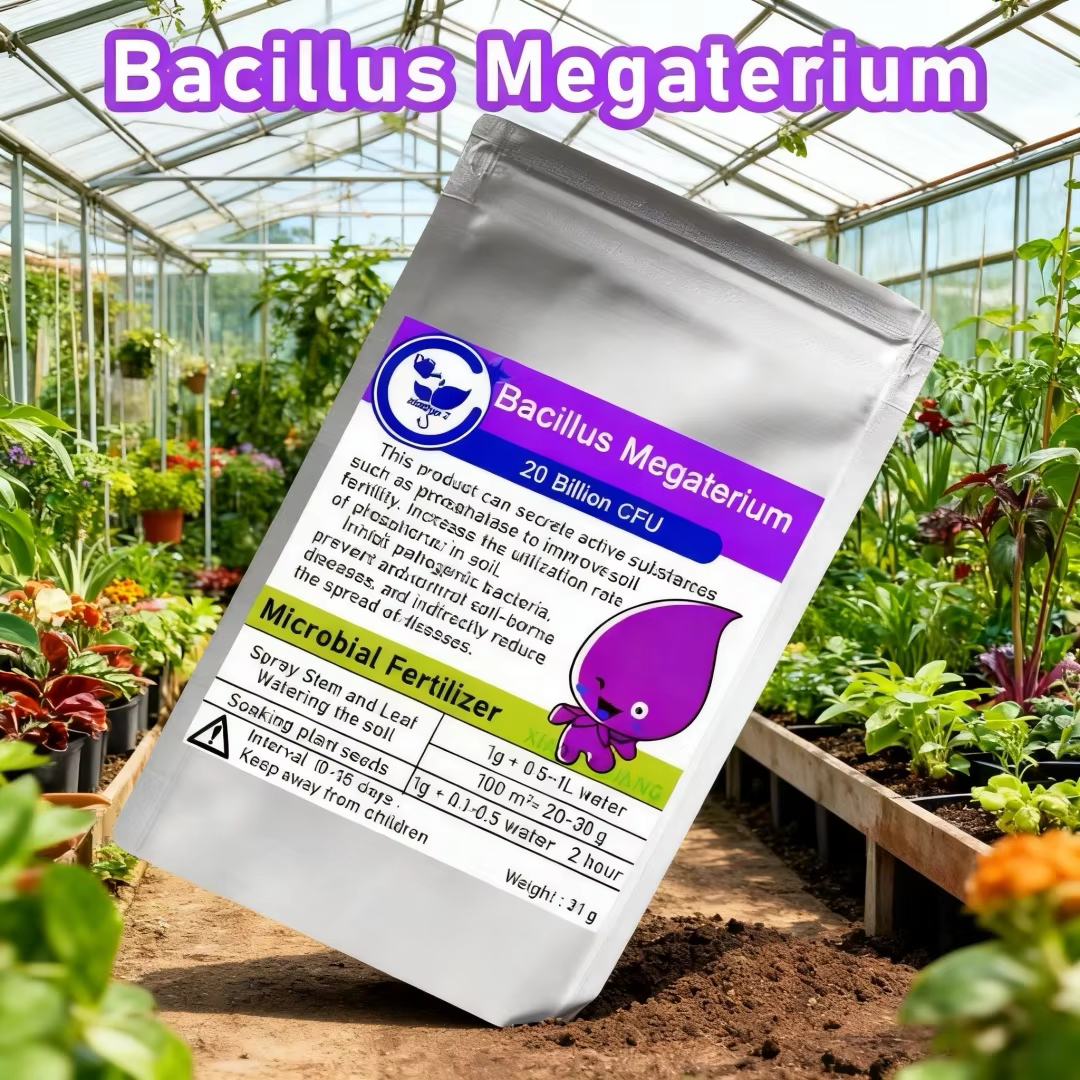 Engrais microbien Bacillus Megaterium 30g, pour l'amélioration du sol, solubilisation au phosphore e