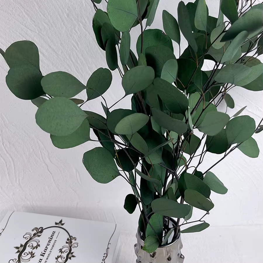 Feuilles rondes d'eucalyptus pour la décoration intérieure, vraie pomme éternelle, plante fraîche de