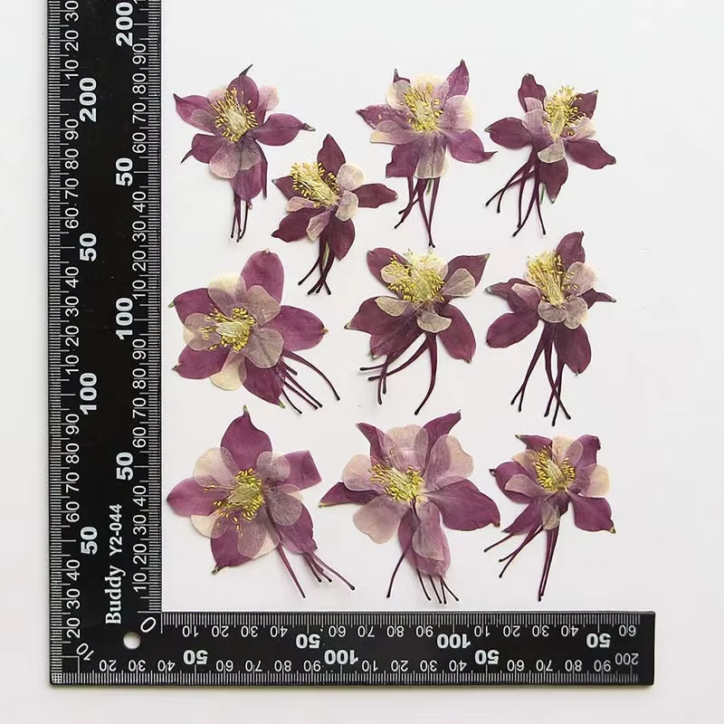 Véritables têtes de fleurs de colombine de jardin séchées naturelles PMurcia, presse à sec Aquilegia
