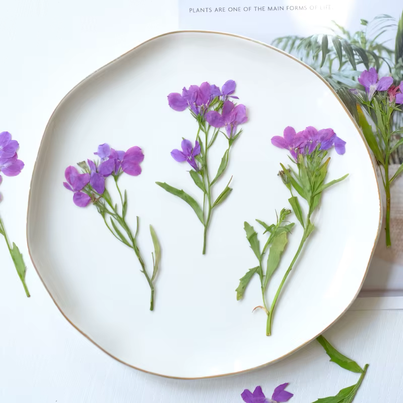 6 pièces/8-13 cm, fleurs séchées pressées naturelles Lobelia Erinus avec tiges, pétale artisanal pou