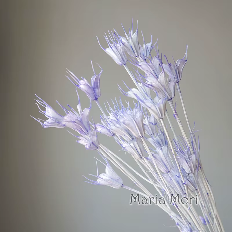 Colorant de fleurs octogonal séché naturel coloré, 35g, pour Art déco botanique, bureau, maison, mat