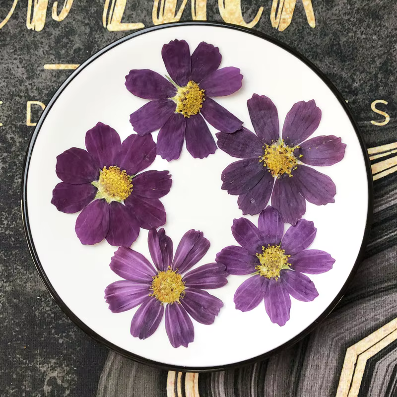 Cosmos violet de Murcia séché, BipinnMi, 4-7cm, 50 pièces Fleur pour carte postale, bijoux, marque-p
