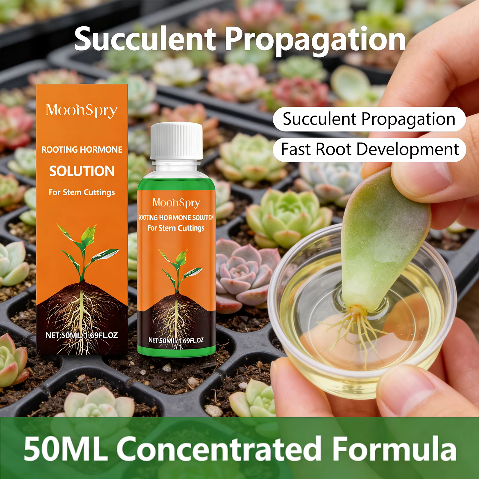 Agent d'enracinement pour plantes, favorise efficacement l'enracinement des plantes, améliore la rés