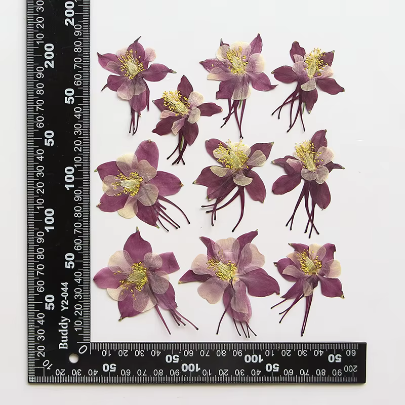 Pétales de fleurs de columbine naturelles, 3-5cm/12 pièces, fleurs séchées pressées, autocollants po