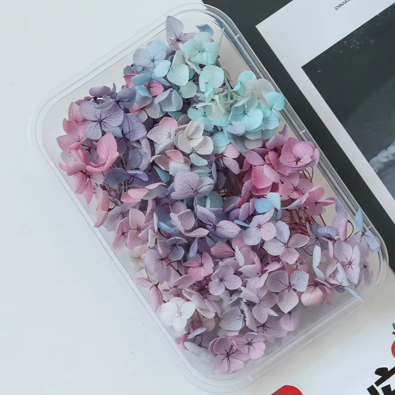 Anna – hortensia de couleur dégradée, fleurs séchées naturelles conservées, couverture en verre, cad