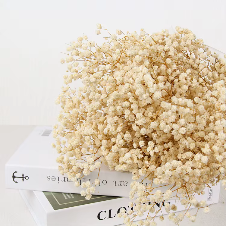Bouquet de fleurs séchées pour bébé, 60g, fleurs sèches naturelles, gypsophile, décoration de mariag