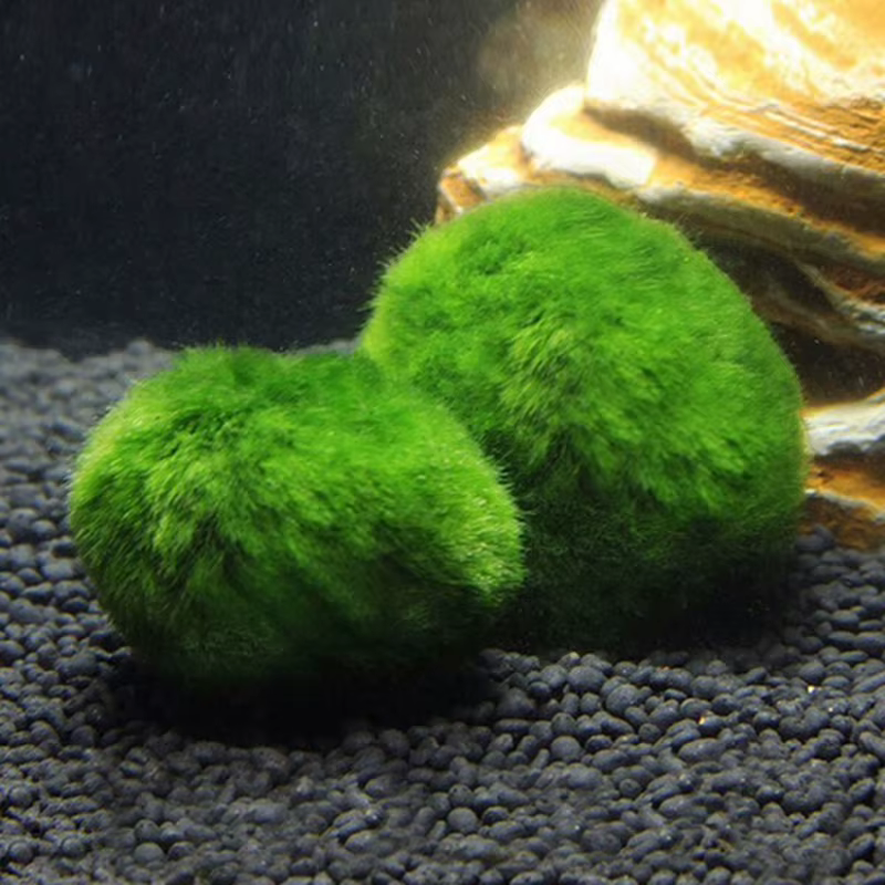 NOUVEAUTÉ! Boules de mousse Marimo de 3-4 cm, plante d'aquarium vivante, algues, ornement pour aquar