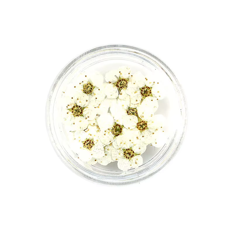 Nouvelles fleurs de narcisse et de prunier pressées et séchées, 20 pièces/boîte, pour la fabrication