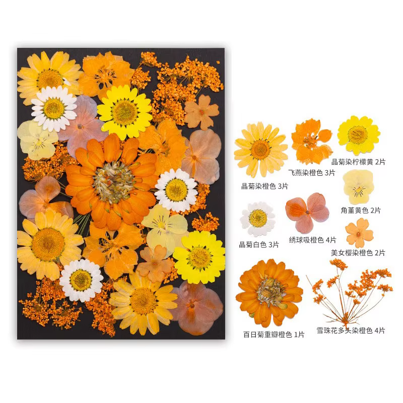 Série Orange fleurs pressées séchées mélangées pour bricolage, remplissage de moule en résine, feuil