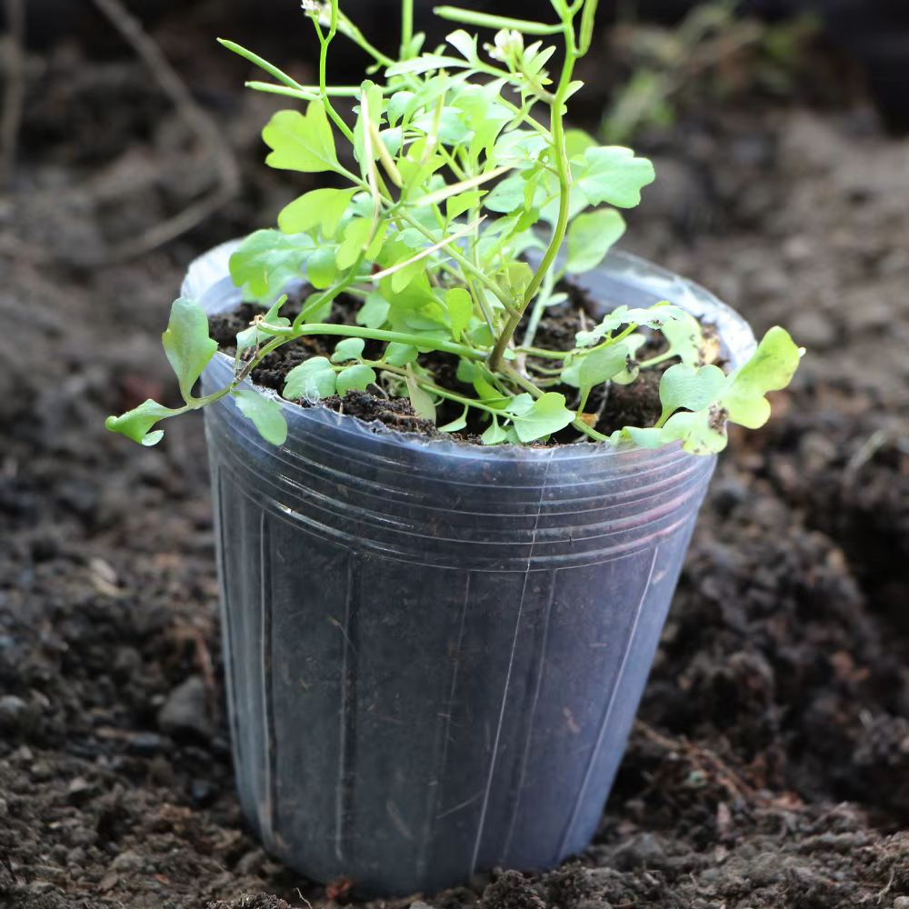 Pot de pépinière d'orchidée transparent réutilisable, 10 pièces, gobelets de Nutrition pour culture