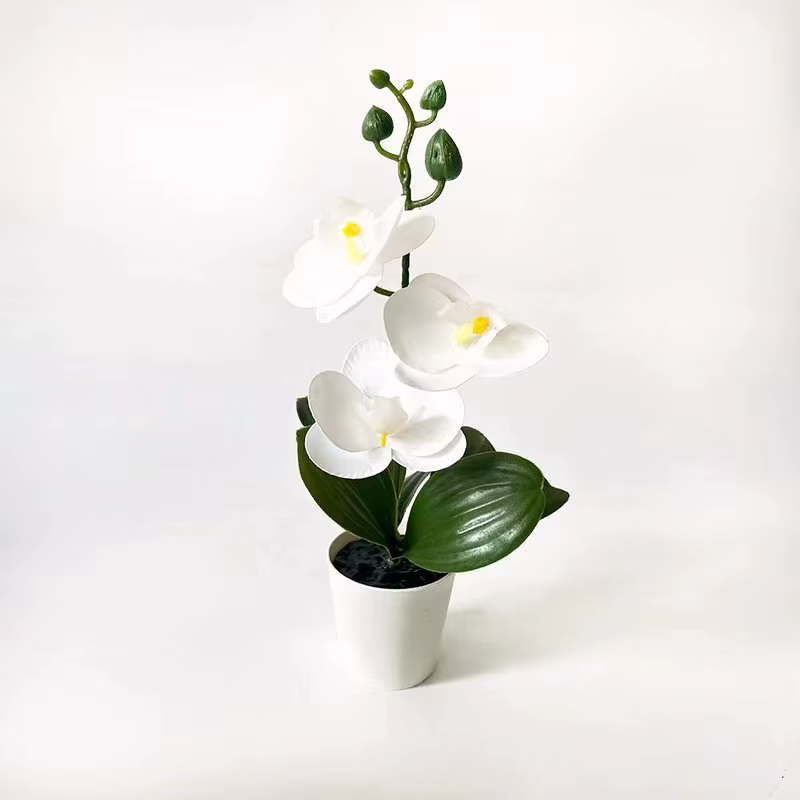Mini orchidée papillon en pot avec 3 fleurs, pot à couvercle noir, accessoires de plantes vertes, dé