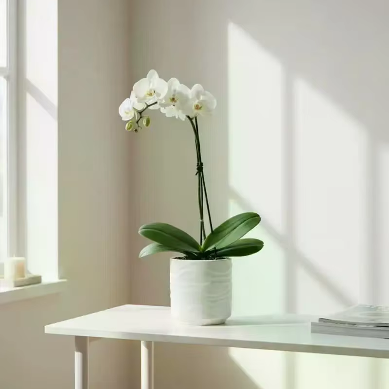 Des pots de fleurs simples en forme de vague, imitation céramique, adaptés à la décoration intérieur