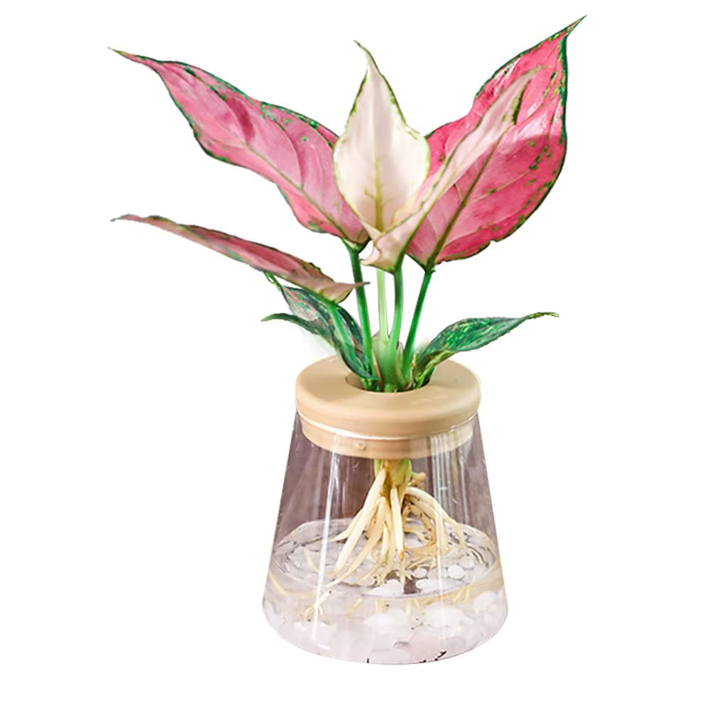 Pot de fleurs hydroponique en résine transparente imitation verre pour intérieur/extérieur, fournitu