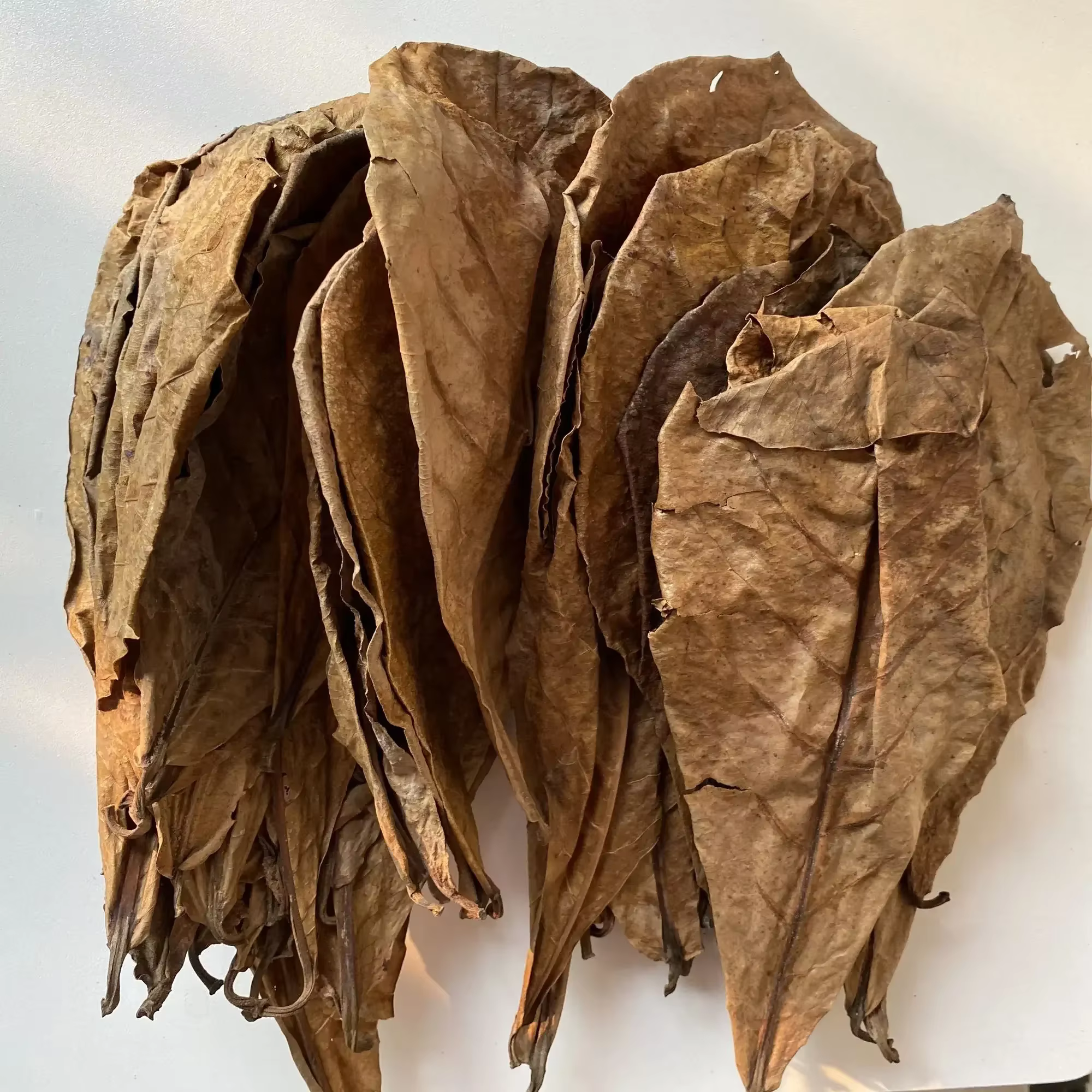 CatNordz-Feuilles naturelles politiquement pour la décoration d'aquarium, livres, outils de traiteme