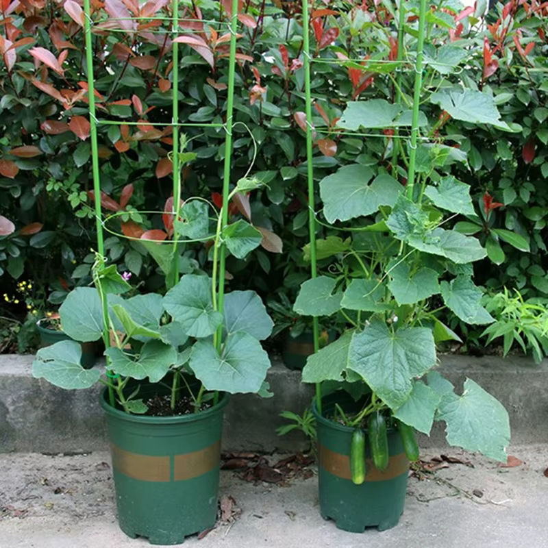 Support de vigne grimpante de 45cm, cadre de Support en pot pour plantes, en acier revêtu de plastiq